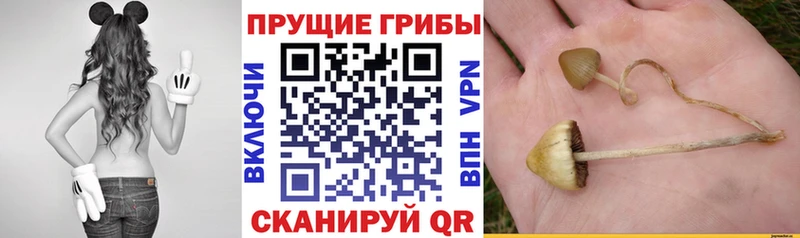 Галлюциногенные грибы GOLDEN TEACHER Воркута